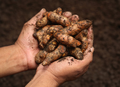 handful of turmeric roots