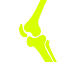 bone