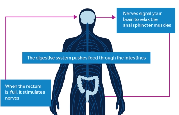 Bowel and brain nerves communication pathway
