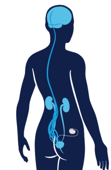 Bowel and brain nerves communication pathway