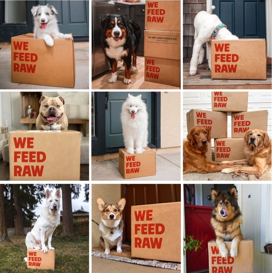 Dogs in boxes