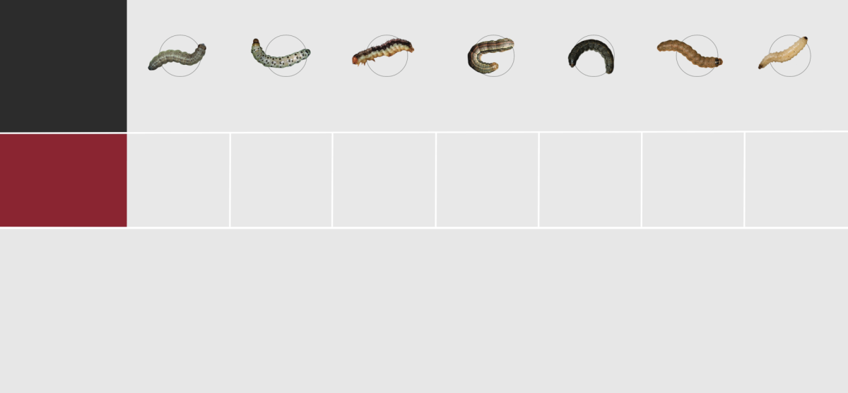 Seven worm varieties are side by side, ranging in colours from green, grey, orange, yellow, beige and black. Worms range in type, from borers, earworms, armyworms, cutworms and rootworms.