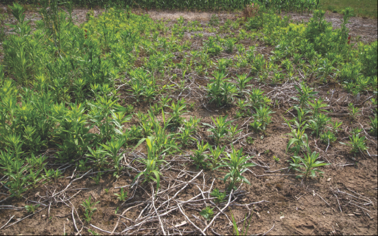 A small area of a field with thriving small green plants growing from brown soil. The photo represents a field treated with Enlist DUO™ herbicide 8 days after application.