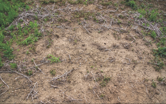 A small section of a field where almost no plants are growing. The soil is covered with some white dead plant branches. The image represents plants treated with Roundup Xtend 2 herbicide with VaporGrip Technology (1.5 L/ac.).