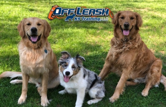 Training Dogs Off Leash