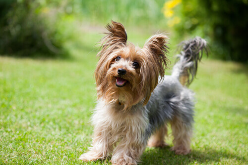 Race chien Yorkshire