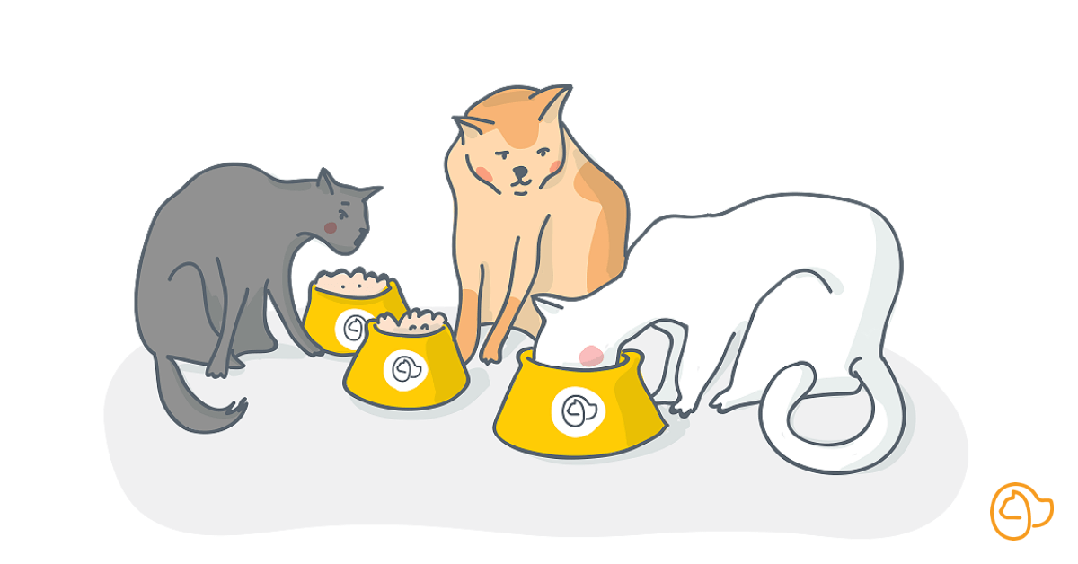 quel poisson pour chat