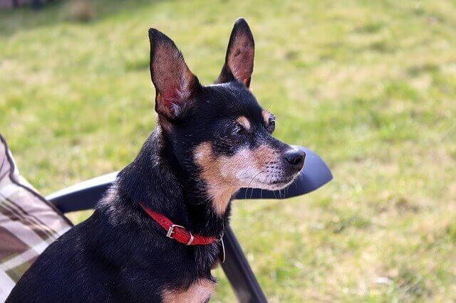 Pinscher miniature