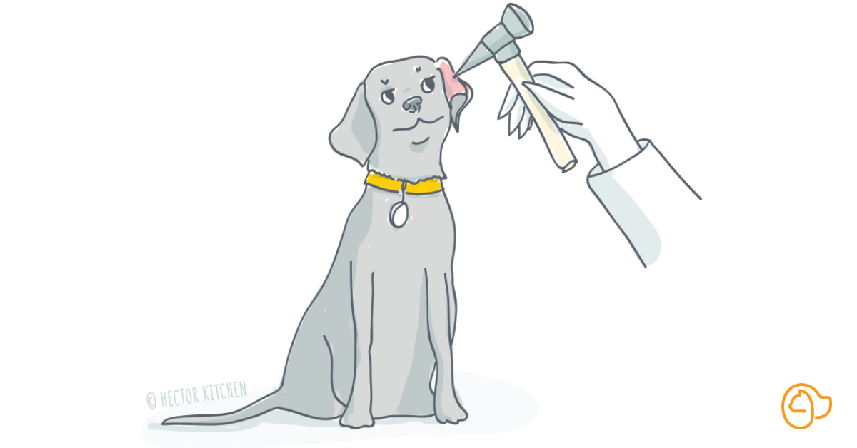 otite du chien