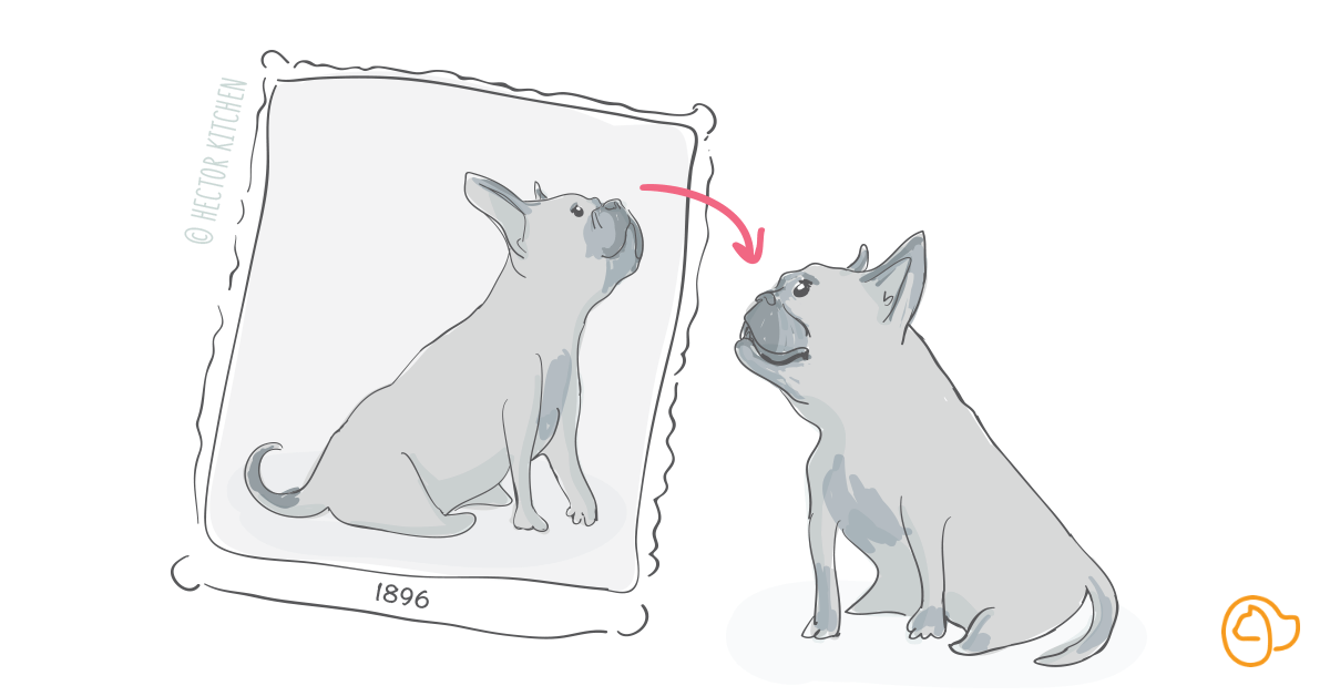 Hypertypes chien et sur-selection
