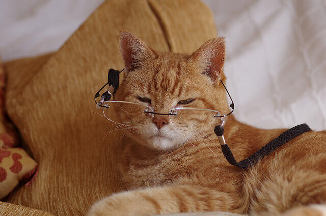 Quelles croquettes pour chat senior