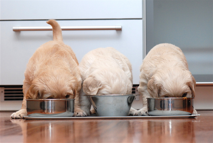 Bien stocker ses croquettes chien
