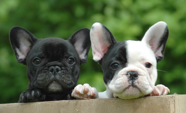 croquettes bouledogue français
