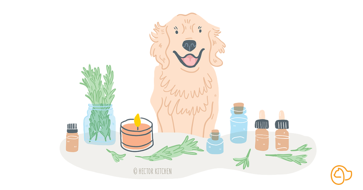 Huile essentielle pour mon chien