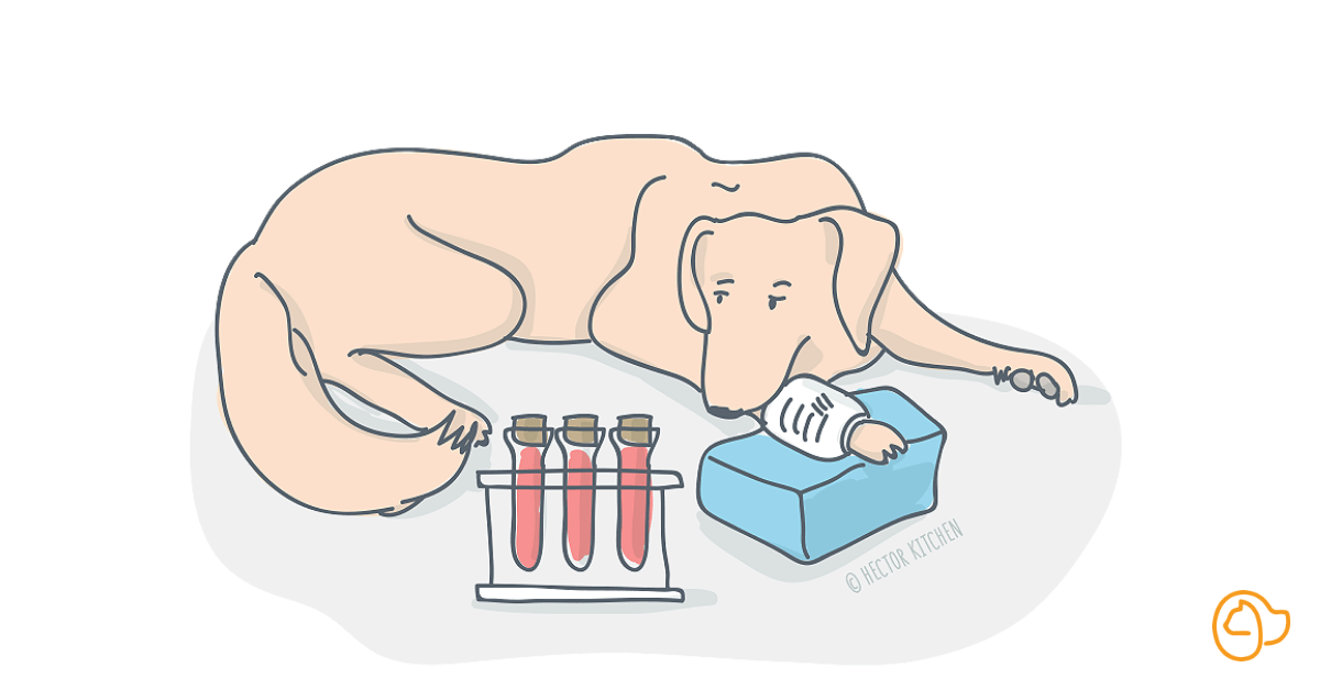 test allergie chien
