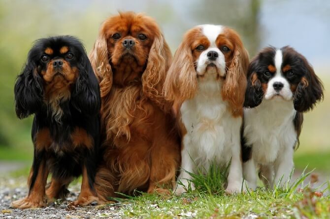 Race chien Cavalier King Charles