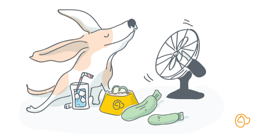 hydrater chien