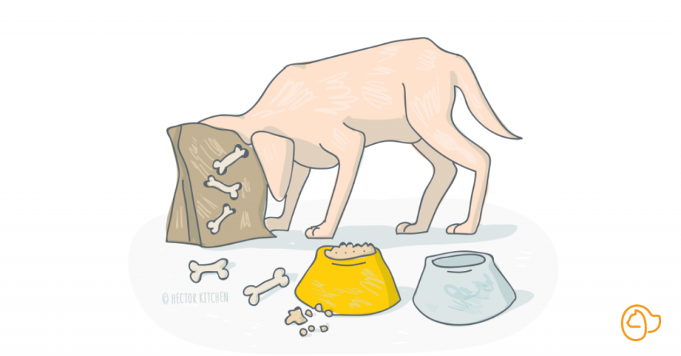 labrador gros