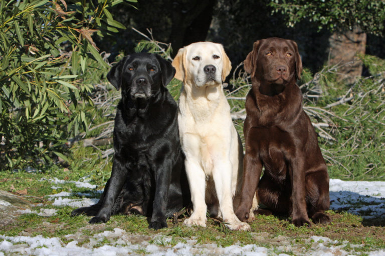 labrador gros