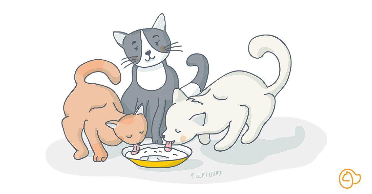 Plante toxique chat