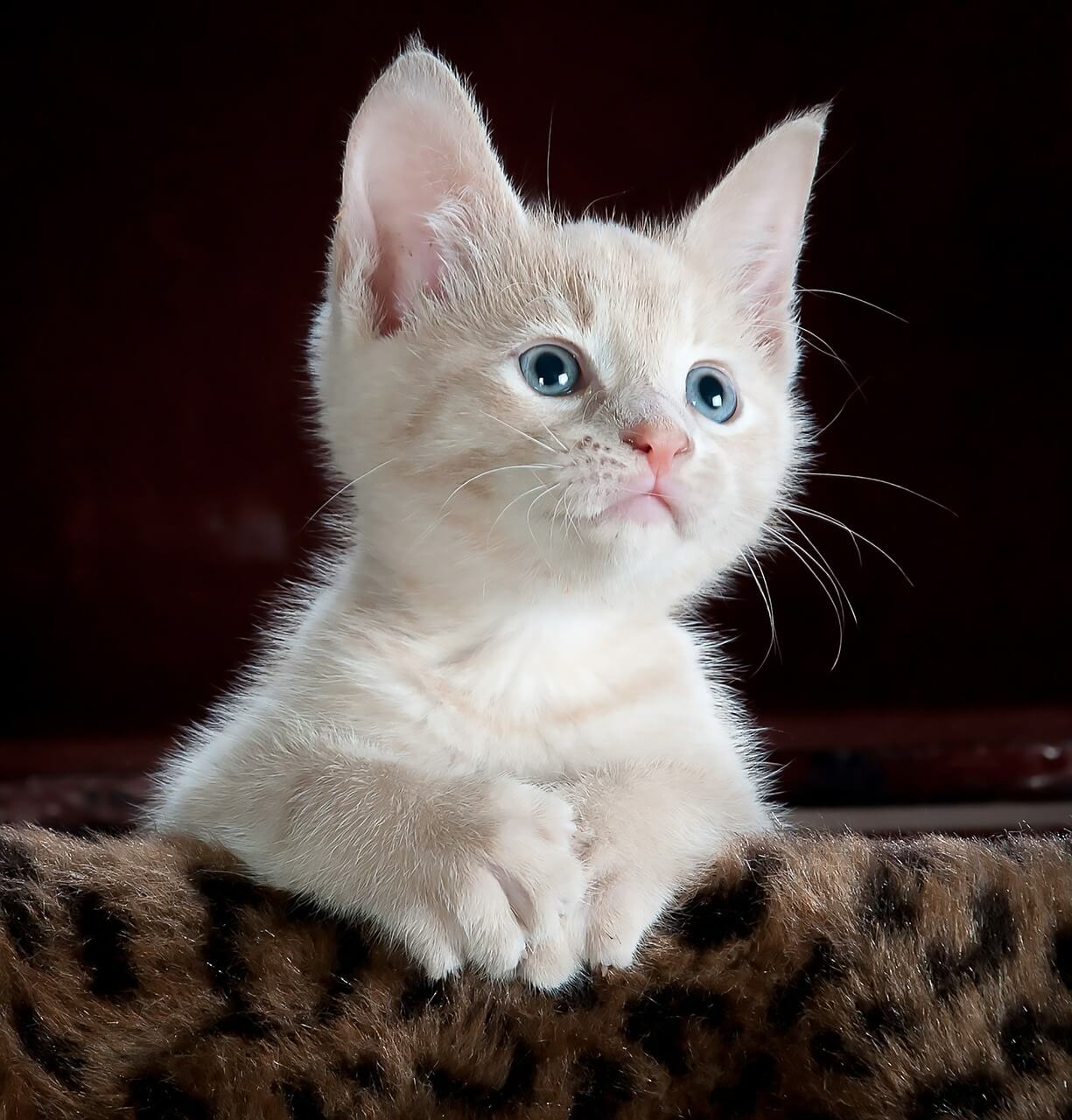 Nourrir chaton