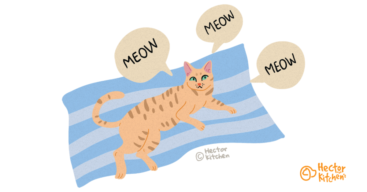 Pourquoi mon chat miaule-t-il ?