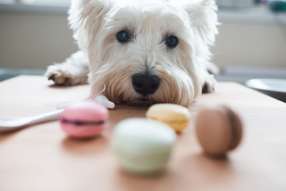 diabète chien
