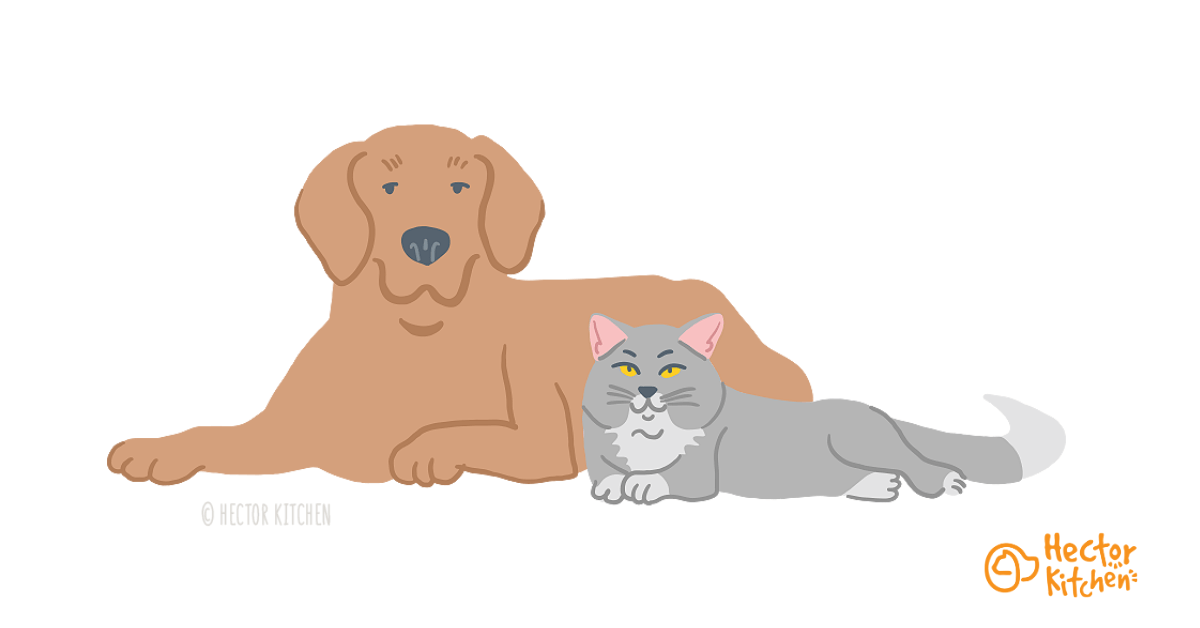 Cohabitation Chien chat