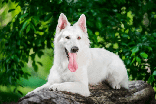 croquettes-berger-blanc-suisse