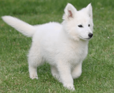 croquettes-berger-blanc-suisse