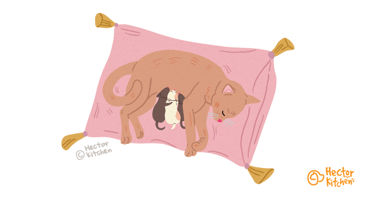 La gestation chez la chatte
