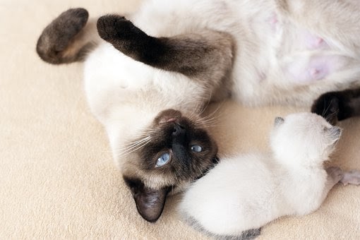 gestation du chat