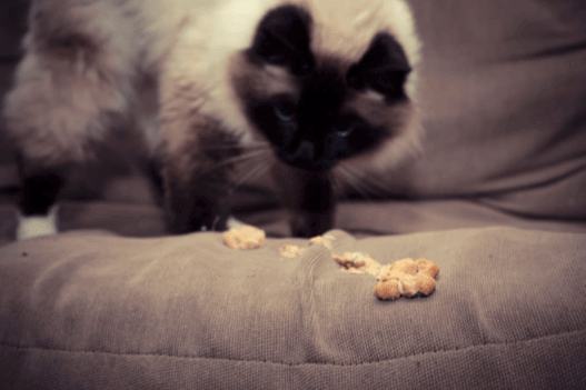 boule de poils chat