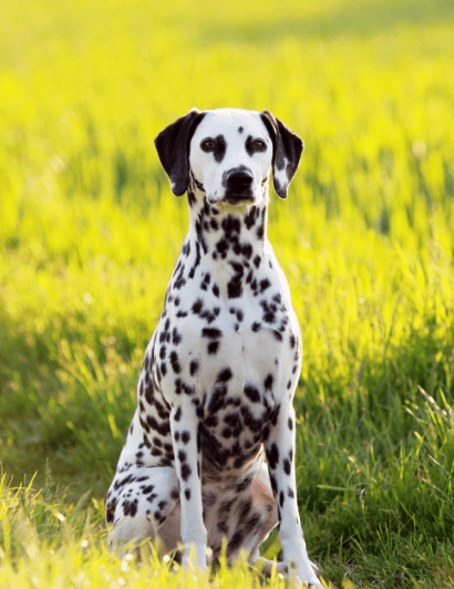 croquettes-dalmatien