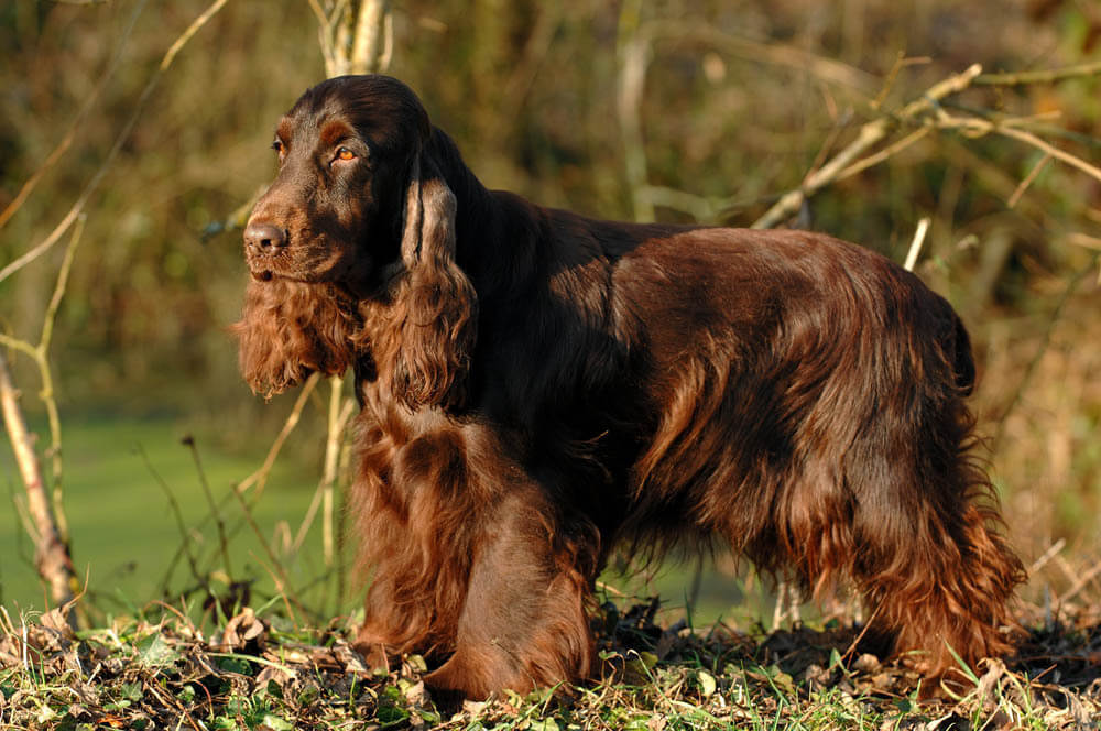 Le Cocker Spaniel Anglais