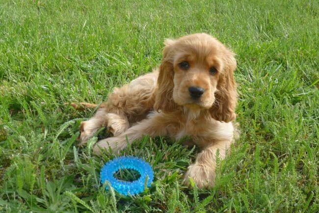 Chiot Cocker anglais