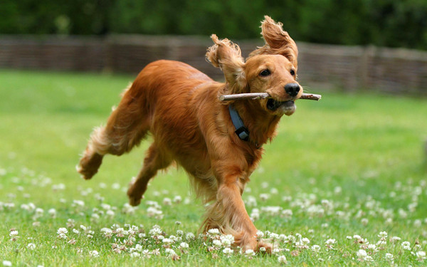 probiotiques prébiotiques chien