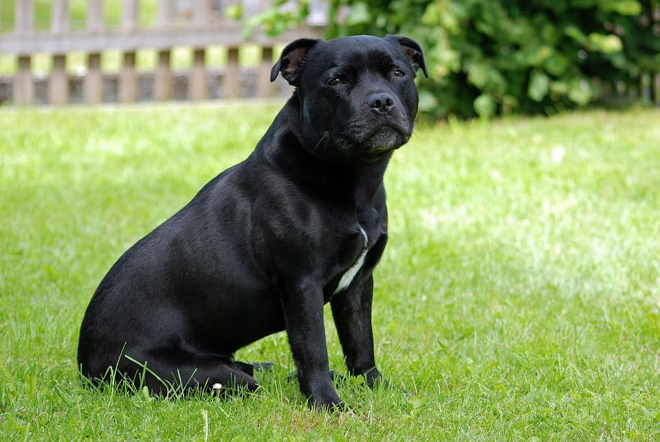 Race de chien Staffie