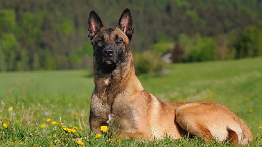 Race chien malinois