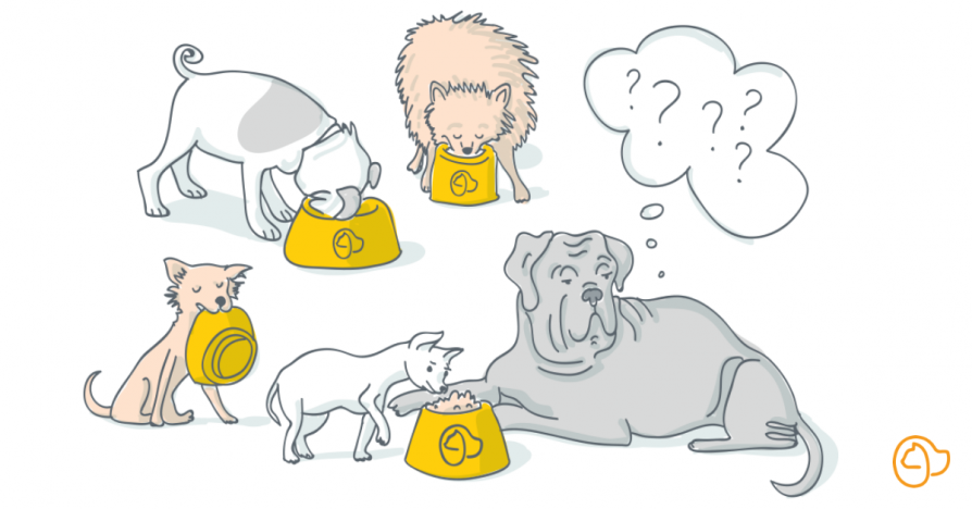 alimentation petit chien
