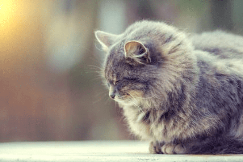 Diarrhée du chat traitement médicament