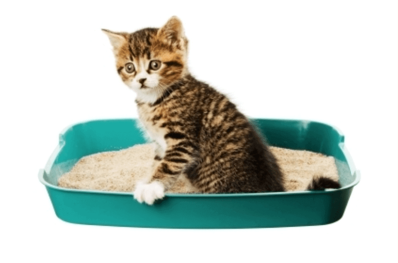 Diarrhée chat riz