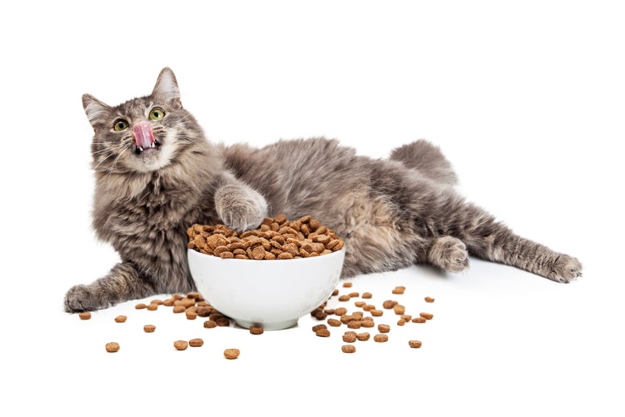 Chat croquette quantité