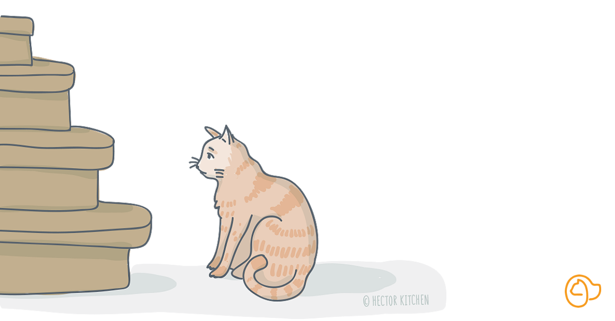 Arthrose chat