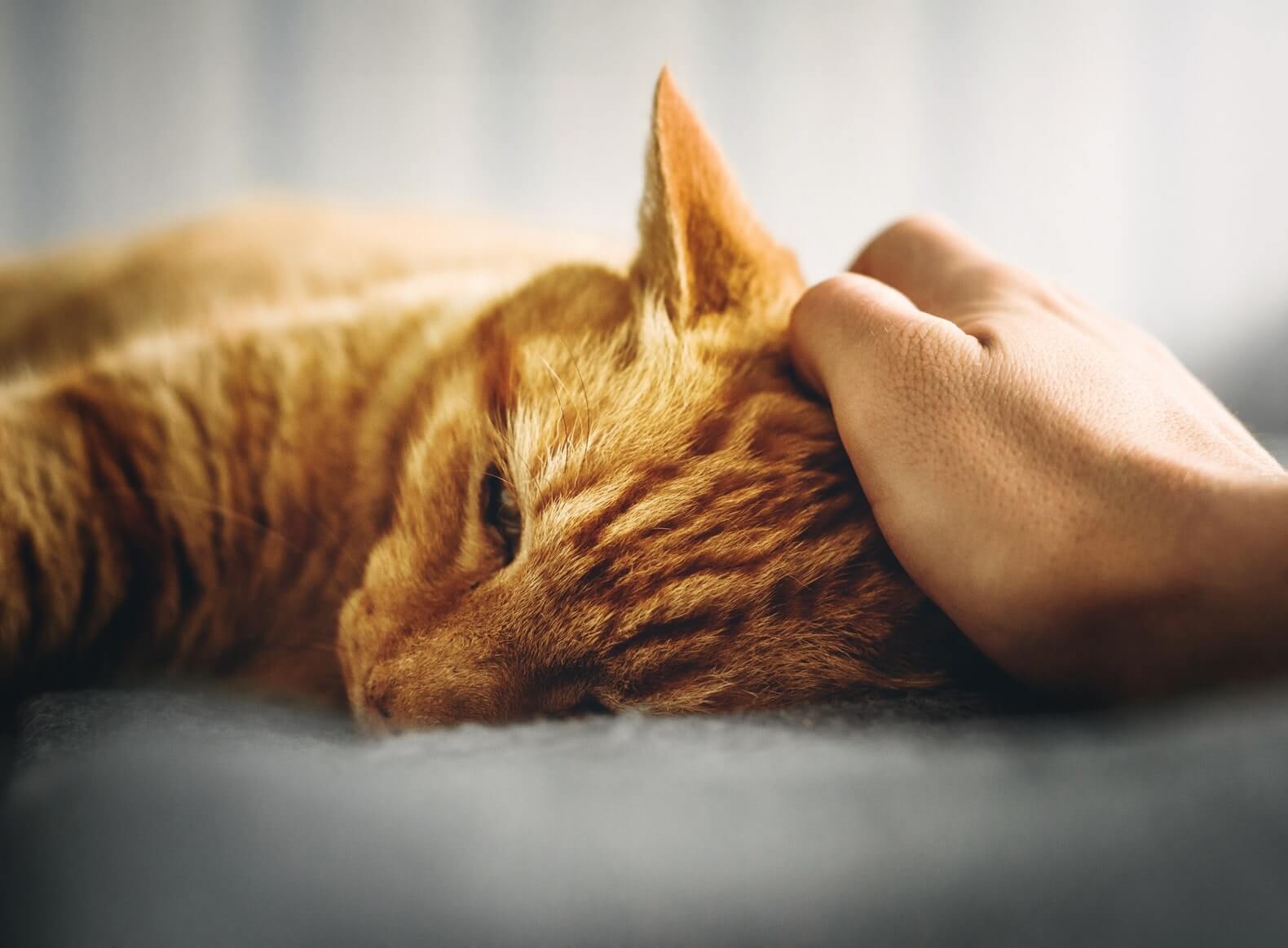 Arthrose du Chat traitement