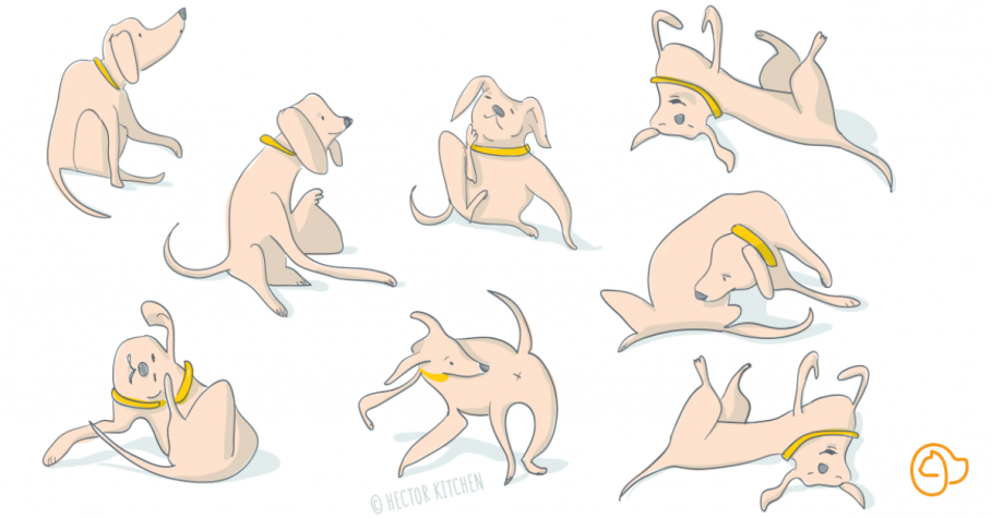 problemes peau chien