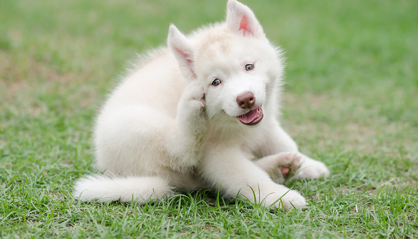 maladies peau chien