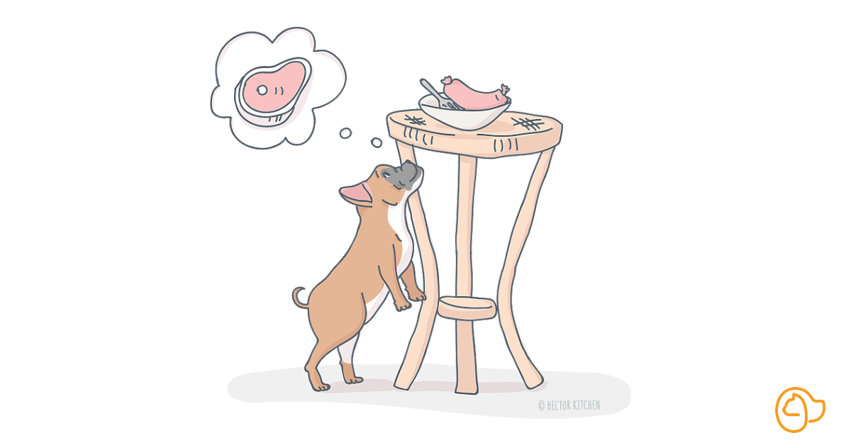L'odorat chez le chien