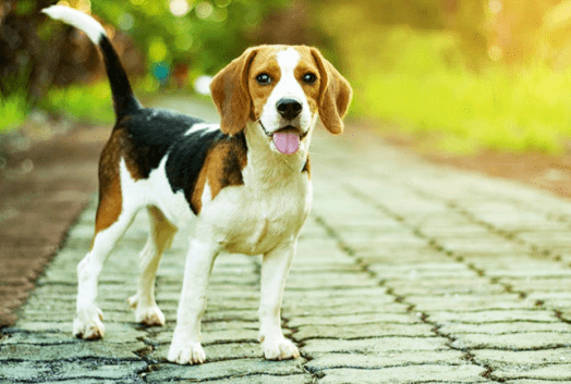 Chien Beagle