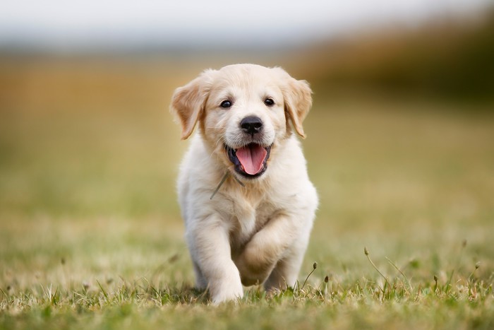 croquettes golden retriever